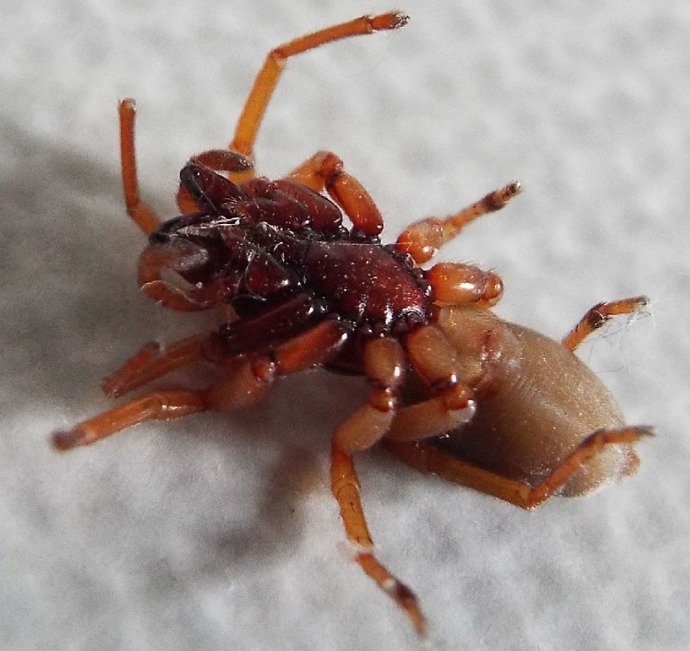 Dysdera sp. - Pieve Emanuele (MI)